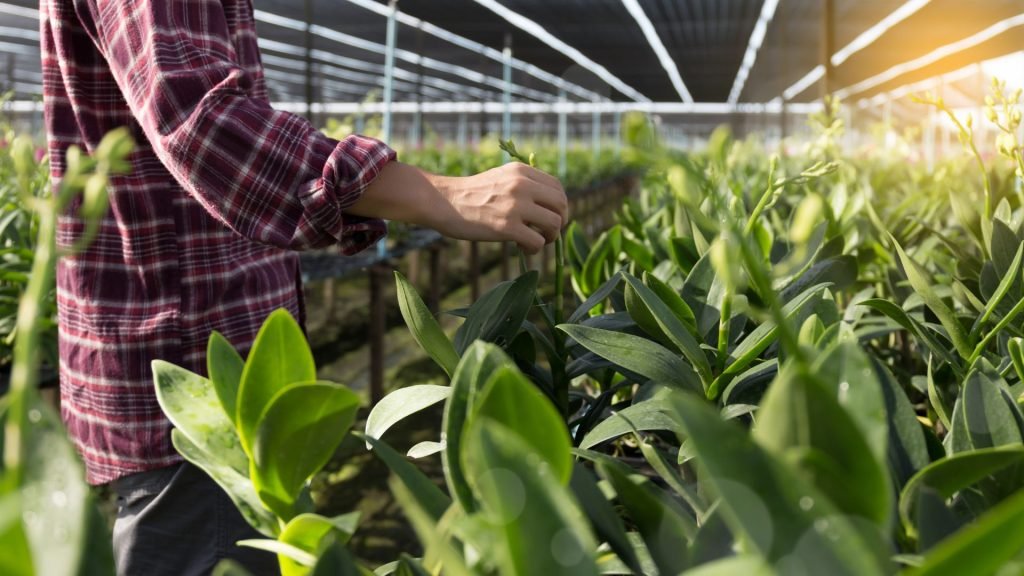 Explore the world of agricultural commodities. Learn about their economic impact and investment opportunities in this dynamic market.